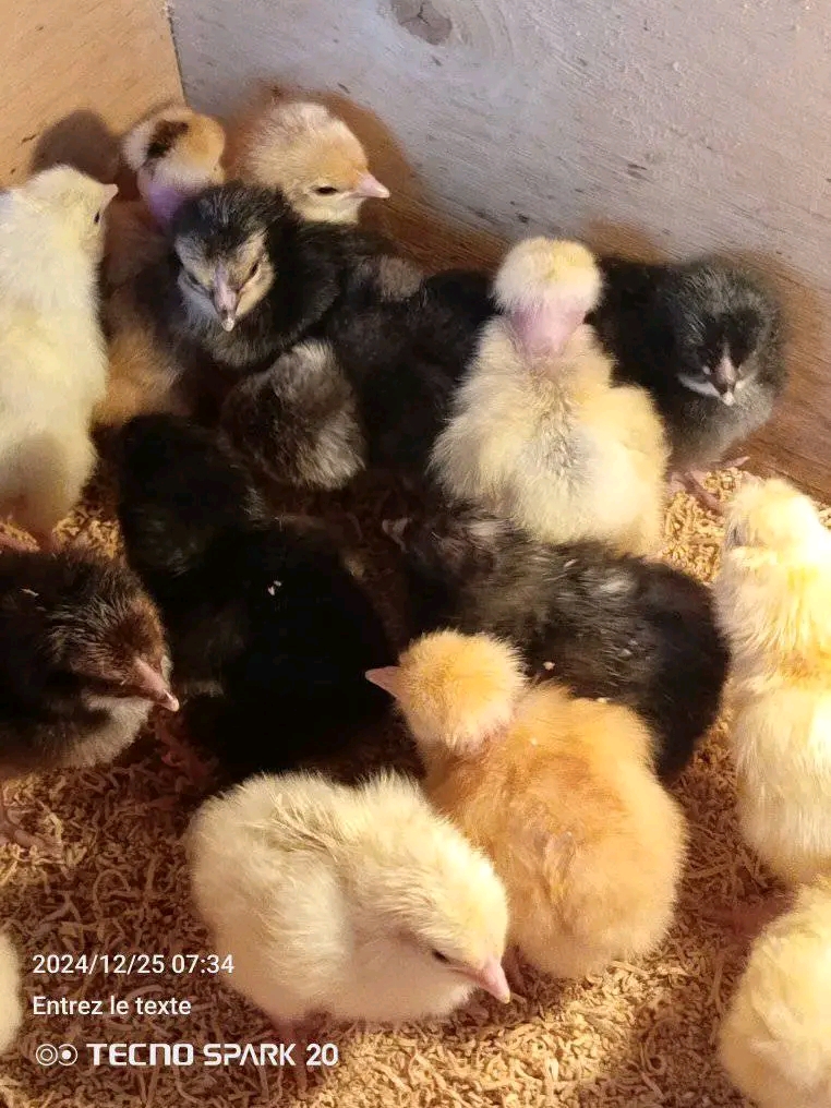 Poussins Goliath de race pure