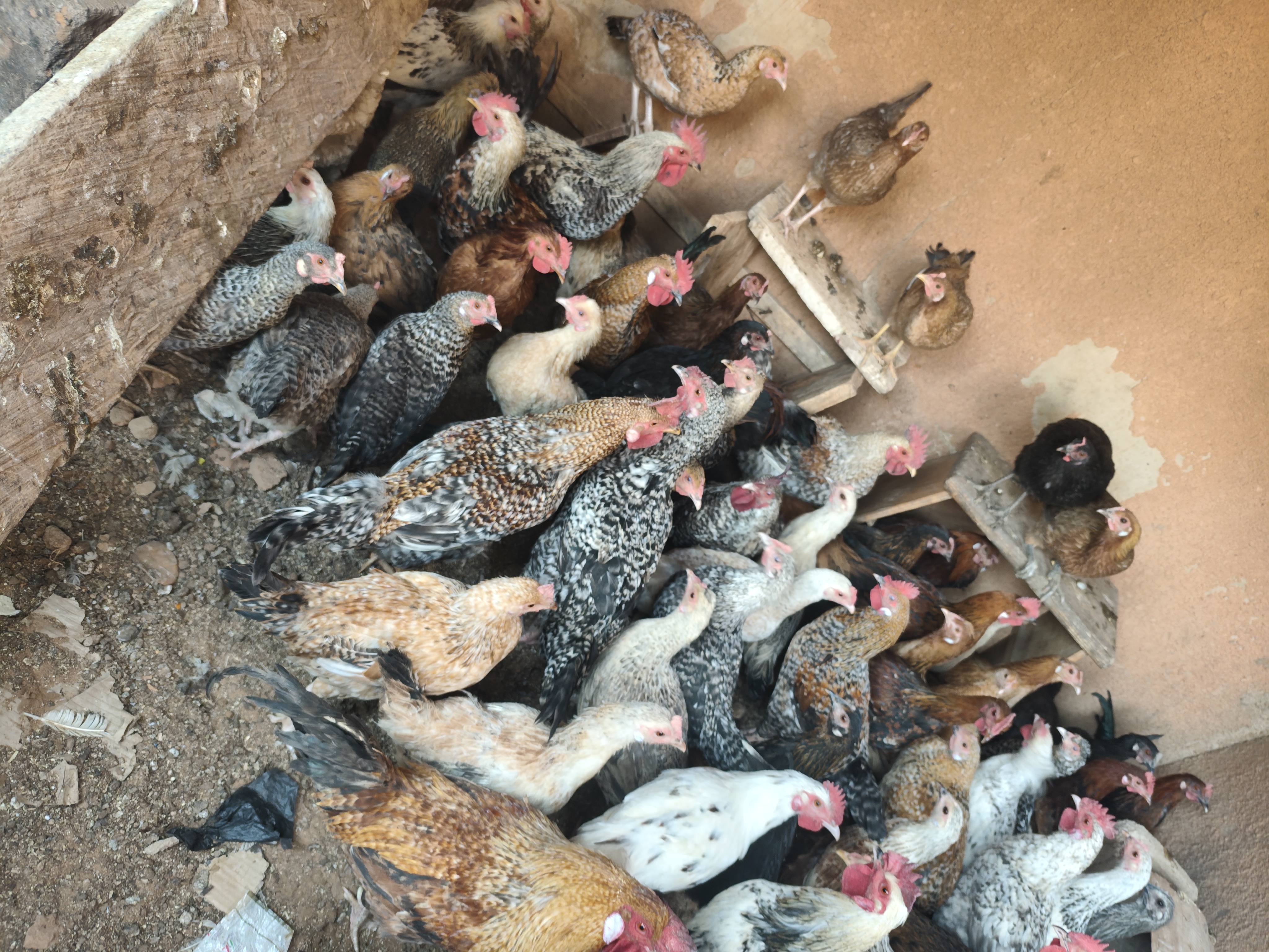 Des poulet et cos local disponible 