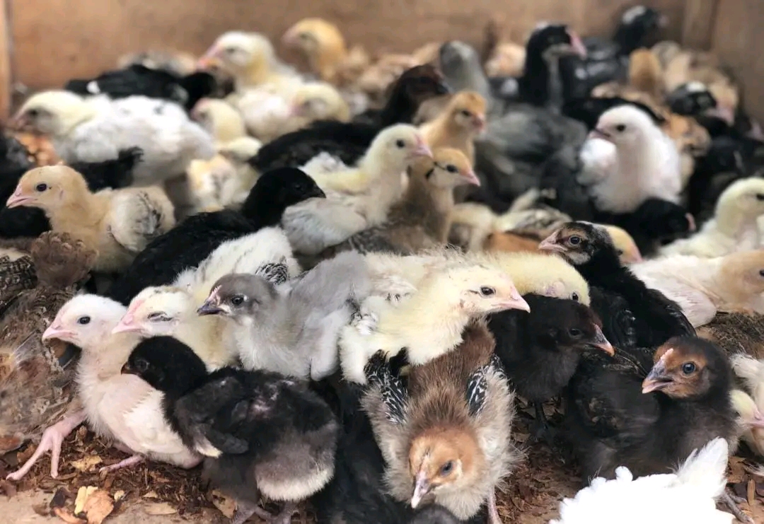 Poussins Goliath de race pure