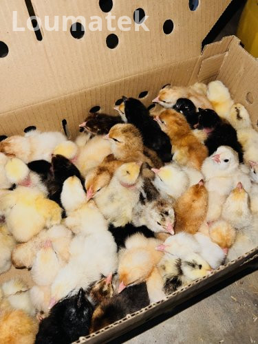 Poussins Goliath de race pure